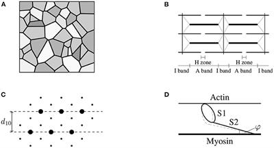A Physiology-Guided Classification of Active-Stress and Active-Strain Approaches for Continuum-Mechanical Modeling of Skeletal Muscle Tissue